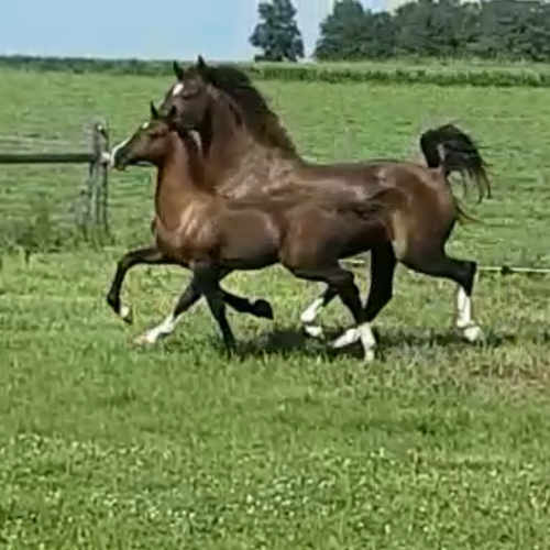 Dutch harness Colt by Jaleet - Five Phases Farm - Santino