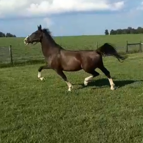 Dutch harness horse Broodmares for sale - Five Phases Farm - I'm a Daisy