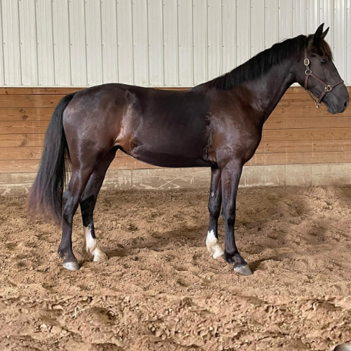 Dutch harness horses for sale in IN - Five Phases Farm - Pharah