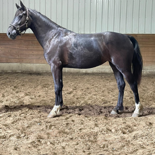 Dutch harness horses for sale in Indiana - Five Phases Farm - Pharah