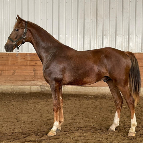 Dutch harness horses sold by Five Phases Farm - Tyson