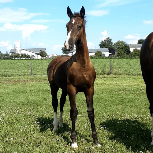 Dutch horses horses - Five Phases Farm - Santino