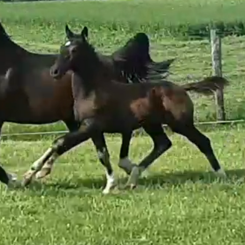 Foals by Gaudi for sale - Five Phases Farm - Sterling -