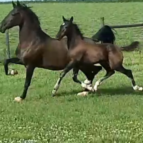 Foals by Gaudi for sale in Indian - Five Phases Farm - Sterling -