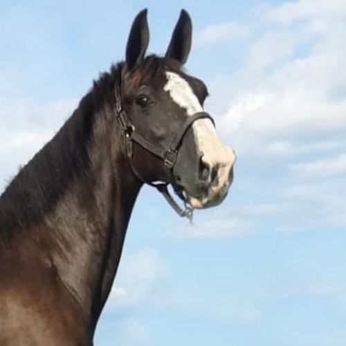 In Utero foals for sale - Five Phases Farm - I'm a Daisy