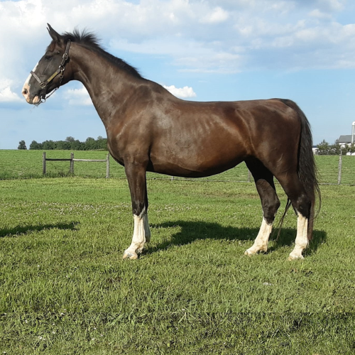 In Utero hunter-jumper foals for sale - Five Phases Farm - I'm a Daisy