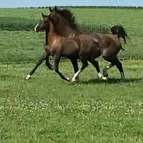 KWPN Colt by Jaleet - Five Phases Farm - Santino