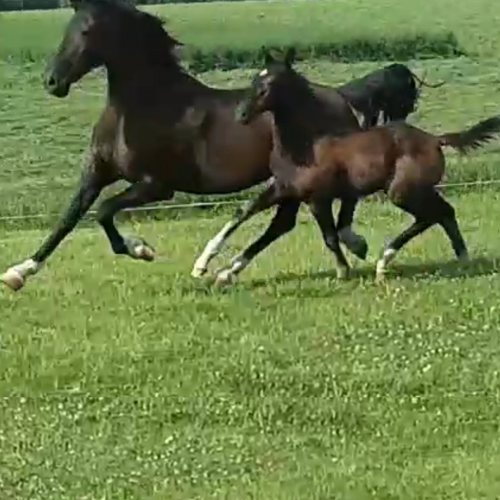 KWPN foals for sale in Indian - Five Phases Farm - Sterling