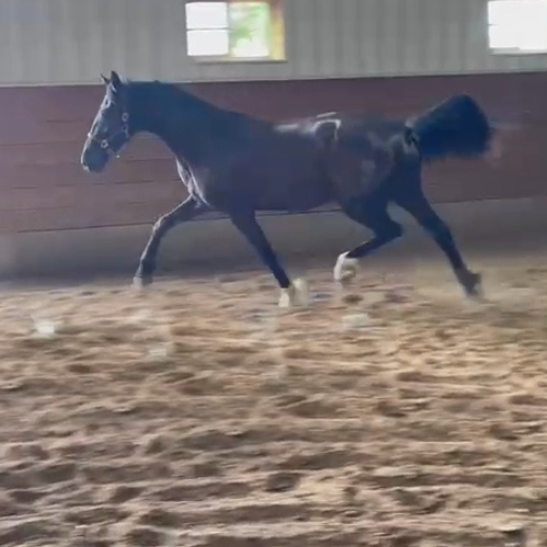 Young Dressage horse for sale in Indiana - Five Phases Farm - Pharah
