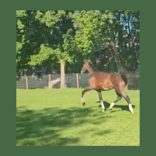 2020 Dressage prospects for sale at Five Phases Farm - Parrot