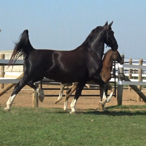 Dressage Broodmare for sale in PA at Five Phases Farm by Sandokan - Ga-ronica