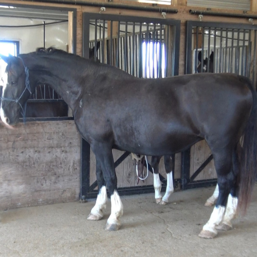 Dutch harness Broodmare for sale in PA at Five Phases Farm - Ga-ronica