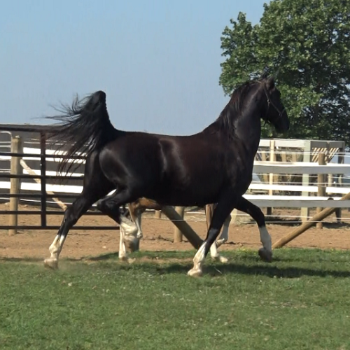 Dutch harness mare for sale by Sandokan x Nando in PA at Five Phases Farm - Ga-ronica