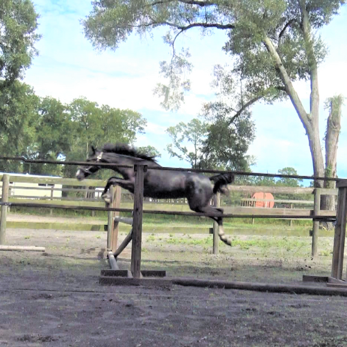 Eventing Prospects for sale in Ocala FL - Five Phases Farn - Rachelle