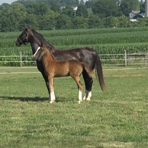 Ga-Ronica with her foal Sarietta