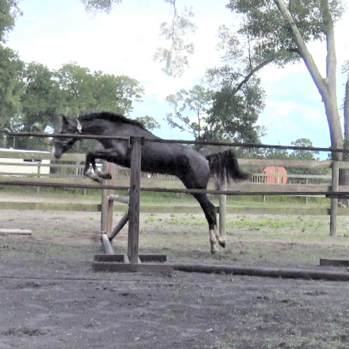 Jumping horses - Five Phases Farn - Rachelle