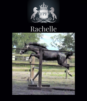 2021 KWPN Filly Gaudi Jumper Prospect - Rachelle