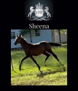 2022 ADHHA Filly Sheena