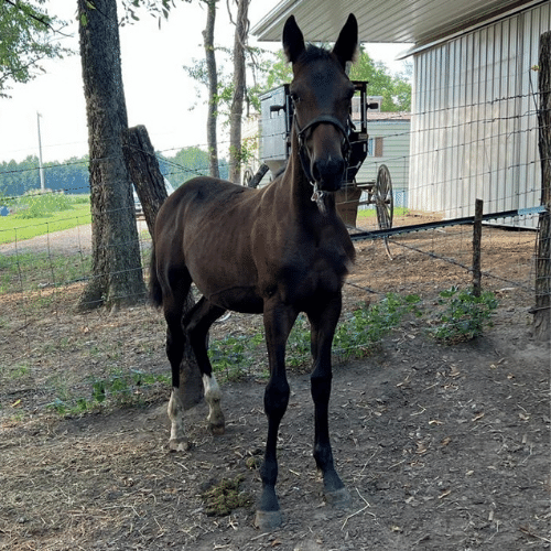 2022 Dutch harness standardbred cross - Sheena