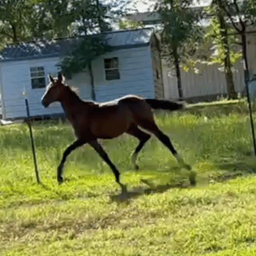 2022 Dutch harness standardbred cross for sale - Five Phases Farm - Sheena