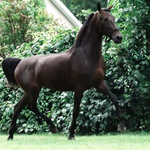 Dressage Horses For Sale - Five Phases Farm - Pure Elegance