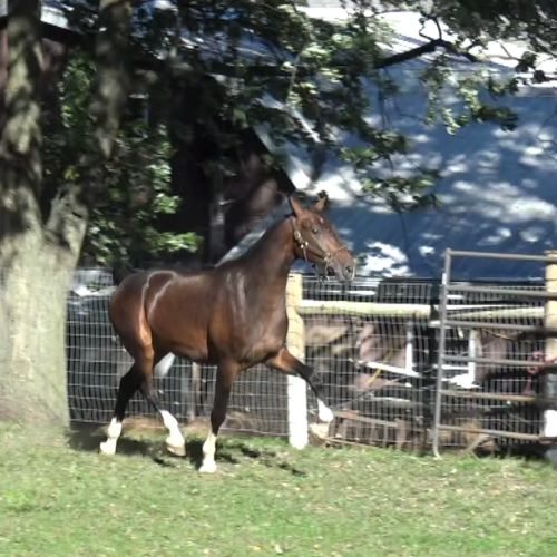 Dressage Horses for sale in PA - Five Phases Farm - Parrot.