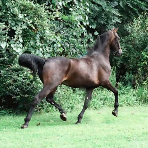 Dressage Prospects For Sale - Five Phases Farm - Pure Elegance