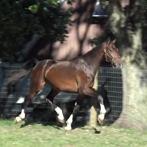 Dressage prospects for sale in PA - Five Phases Farm - Parrot.
