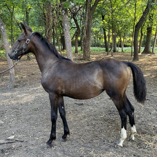 Dutch crosses for sale - Five Phases Farm - Sheena