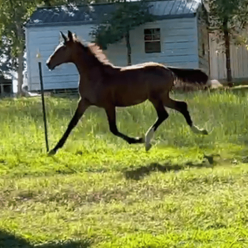 Dutch harness cross for sale - Five Phases Farm - Sheena