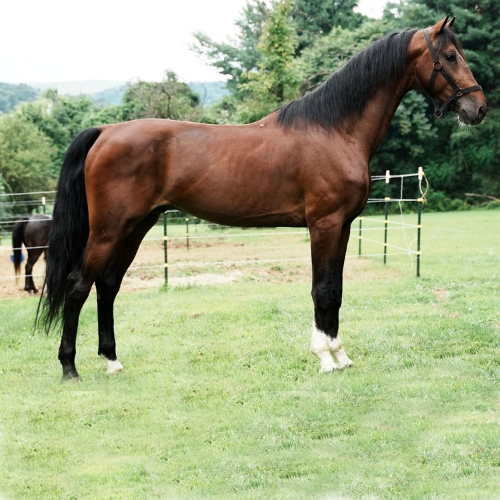 Dutch harness cross for sale in PA - Five Phases Farm - Captain