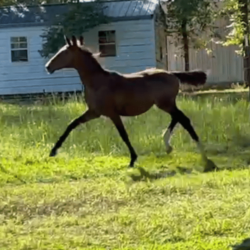 Dutch harness standardbred cross for sale - Five Phases Farm - Sheena