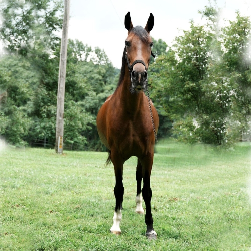 Dutch horses for sale - Five PhasesFarm - Heartbreaker