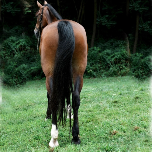 Dutch horses for sale in PA - Five PhasesFarm - Heartbreaker
