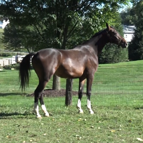 FEI Dressage prospects for sale in PA - Five Phases Farm - Parrot.
