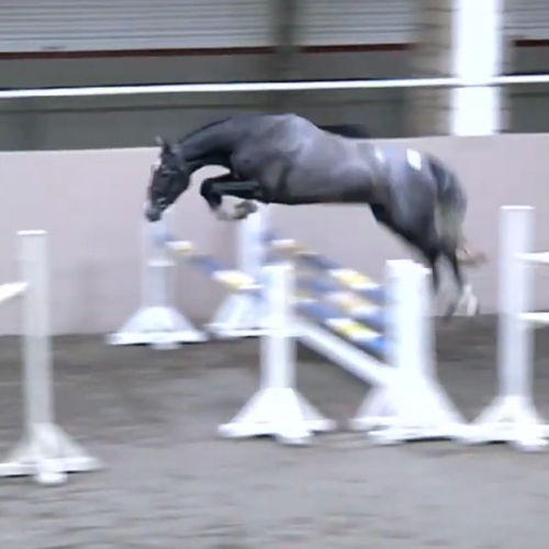 High Junior Amateur horse for sale 3yr old Irish Gelding by Indigo VDL - Ignite RF