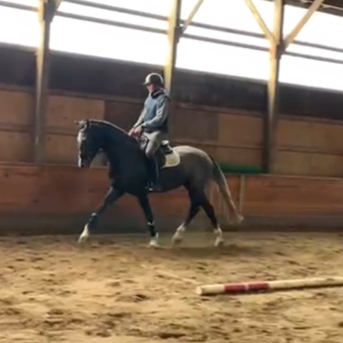 High Junior Amateur horse for sale by Indigo VDL - Ignite RF