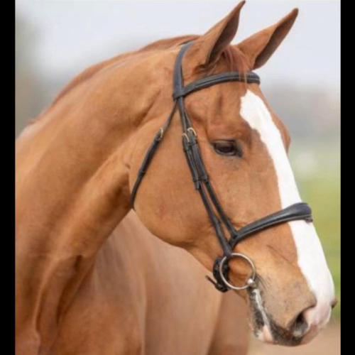 Imported 3 ring jumper for sale Ocala - Quinto