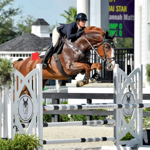 Imported equitation prospect for sale - Quinto