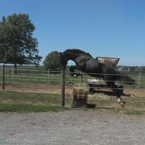 Jumper prospects for sale - Five Phases Farm - Rex