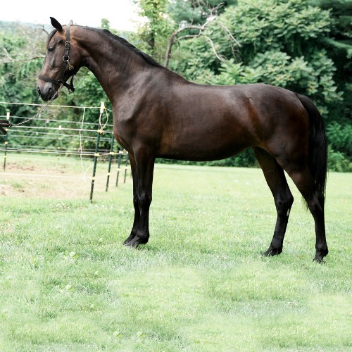 KWPN Dressage Horse For Sale - Five Phases Farm - Pure Elegance