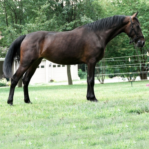 KWPN Dressage Horses For Sale at Five Phases Farm - Pure Elegance