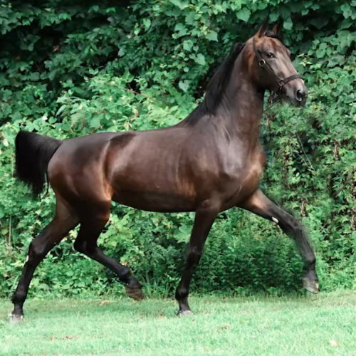 KWPN Dressage Prospects For Sale - Five Phases Farm - Pure Elegance