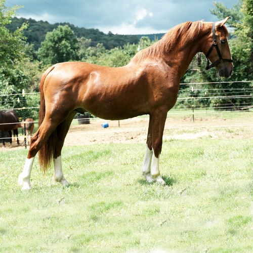 KWPN horses for sale - Five Phases Farm - Heartbreaker