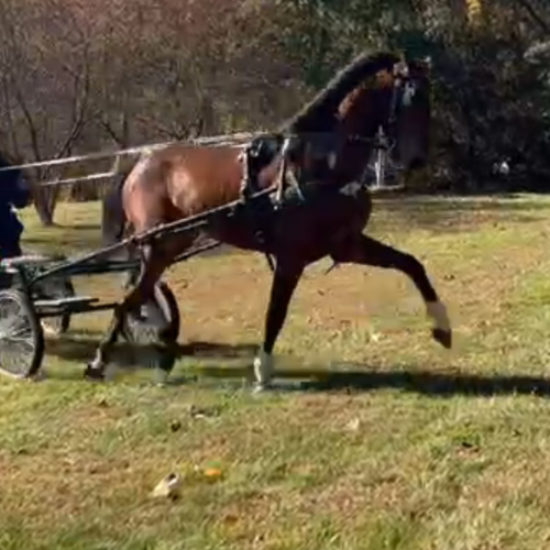 Combined driving horses for sale in PA - Five Phases Farm - Captain