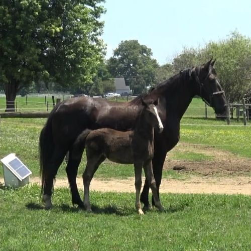 Dutch harness breeders – Five Phases Farm – Brandit Dutch harness breeders - Five Phases Farm - Brandit