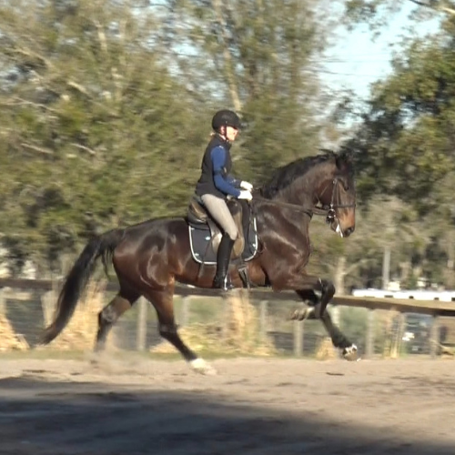 Dressage horses for sale - Five Phases Farm - Pauleta