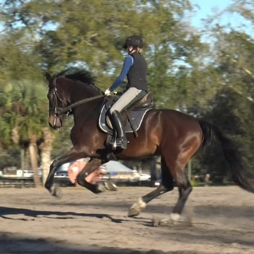 Dressage horses for sale in FL - Five Phases Farm - Pauletta