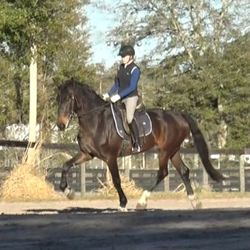 Dressage horses for sale in Ocala FL - Five Phases Farm - Pauletta