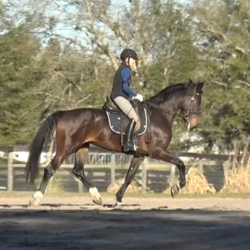 Dressage prospects for sale - Five Phases Farm - Pauletta